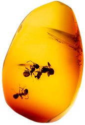 amber